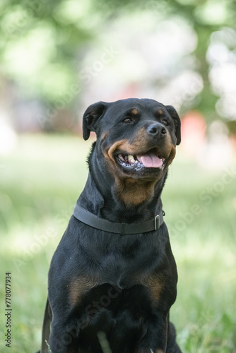 Portrait of a beautiful purebred Rottweiler in a summer park.