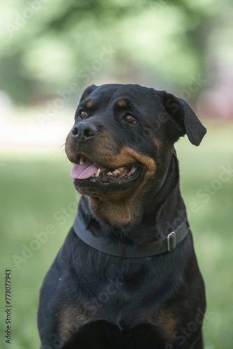 Portrait of a beautiful purebred Rottweiler in a summer park.