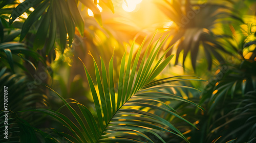 Green Sunbeam Palm leaves.