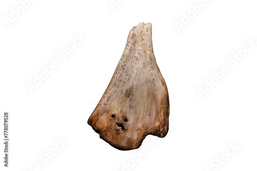 Divinity bone or Oracle bones isolated on whit background. Use in the fortune telling ceremonies of ancient Chinese since Shang Dynasty. Ancient Recording through Drawing.