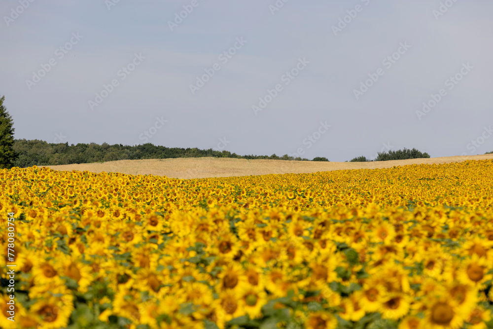 field with sunflowers during flowering and pollination by insect bees field with sunflowers during flowering and pollination by insect bees