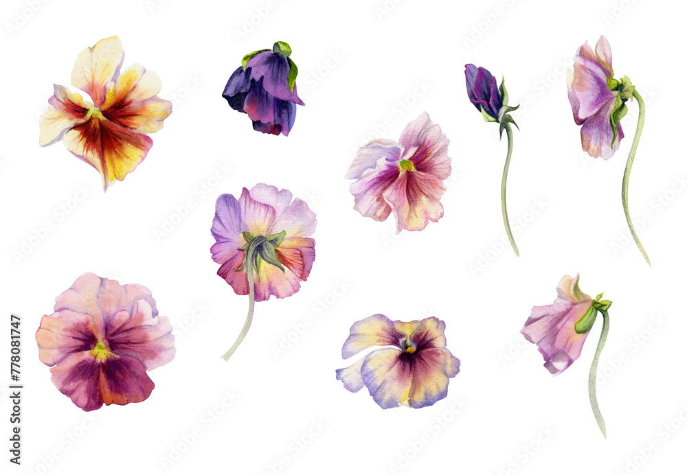 Hand drawn watercolor illustration shabby boho botanical flowers. Colorful pansy viola impatiens panola, Single object isolated on white background. Design wedding, love cards, shop, bride bouquet