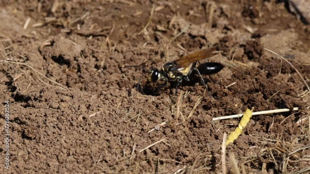 Wasp Nest Construction in Progress