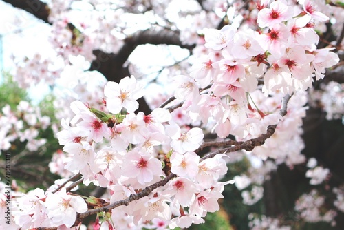薄ピンクが綺麗な満開の桜