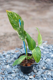 Plant the monstera obliqua mayuna variegated in the pot