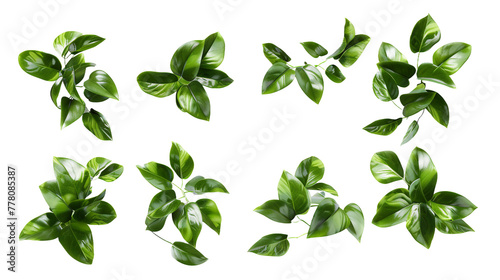 Detailed 3D Rendering of Hoya Wax Plant: Top View Botanical Illustration Isolated on Transparent Background for Home Decor Design Elements
