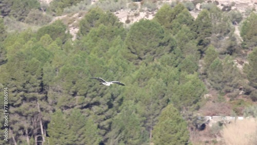 Garza real (Ardea cinerea) volando con bosque de pinos al fondo en el pantano de Beniarres, España photo