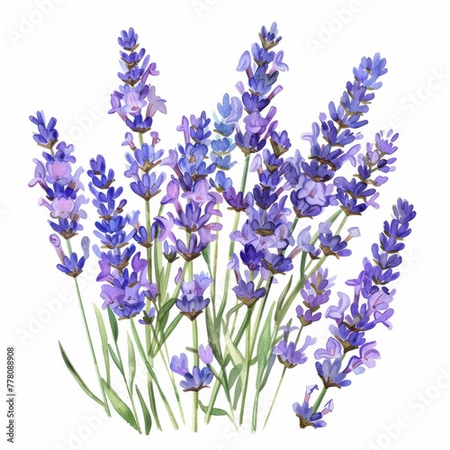 Watercolor clipart of a bunch of aromatic lavender  on a white background