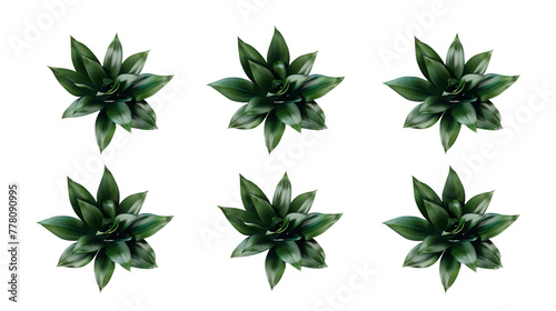 Detailed 3D Rendering of Hoya Wax Plant: Top View Botanical Illustration Isolated on Transparent Background for Home Decor Design Elements