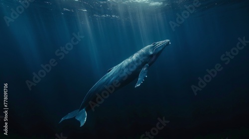 Blue whale dive in deep Ocean © Nataliya