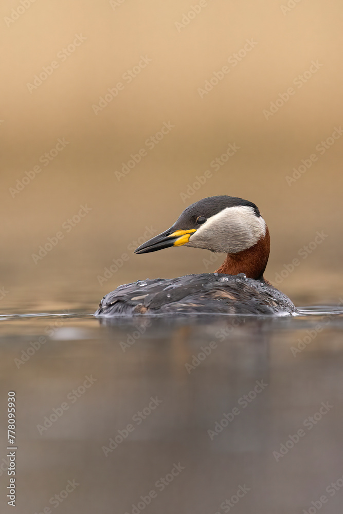 Fototapeta premium red-necked grebe water birds