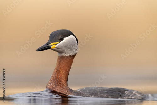 red-necked grebe water birds