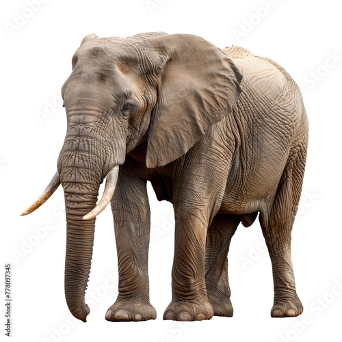 African Elephant Isolated on Transparent Background