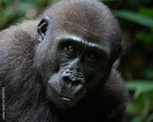 Female Western lowland gorilla, Gorilla gorilla gorilla, in Dzanga-Sangha Special Reserve, Central African Republic