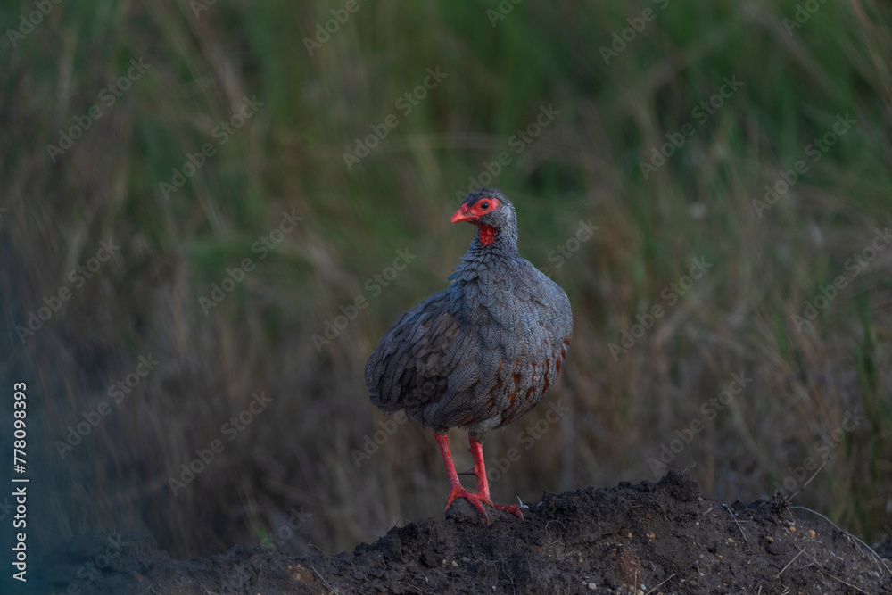 Red necked spurfowl (Pternistis afer) Red necked spurfowl (Pternistis afer)