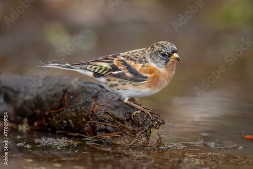 Brambling, male, perched on a branch over a pool of water, looking for food in the winter close up in Scotland, uk
