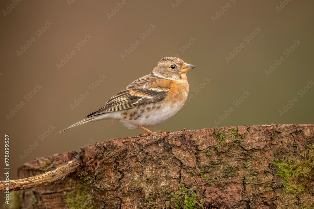 Brambling, female, perched on a branch in the forest, looking for food in the winter close up in Scotland, uk