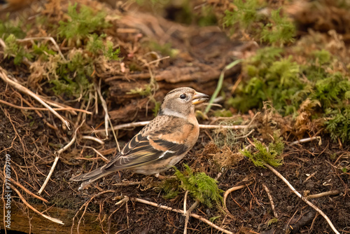 Brambling, female, perched on the forest floor, looking for food in the winter close up in Scotland, uk
