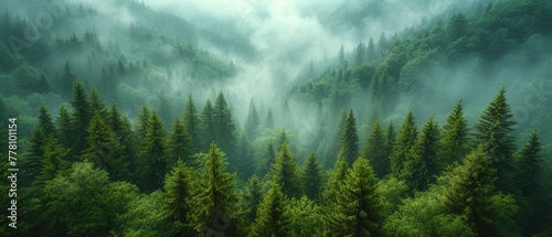 a forest filled with lots of green trees in the middle of a foggy forest filled with lots of green trees.