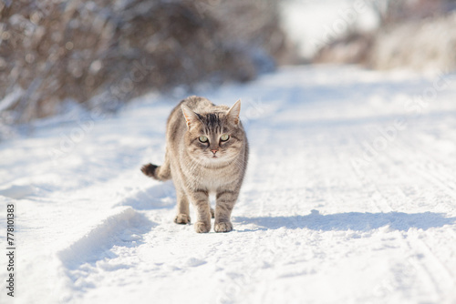 cat standing on rural road covered with snow, careful pet walking on winter nature