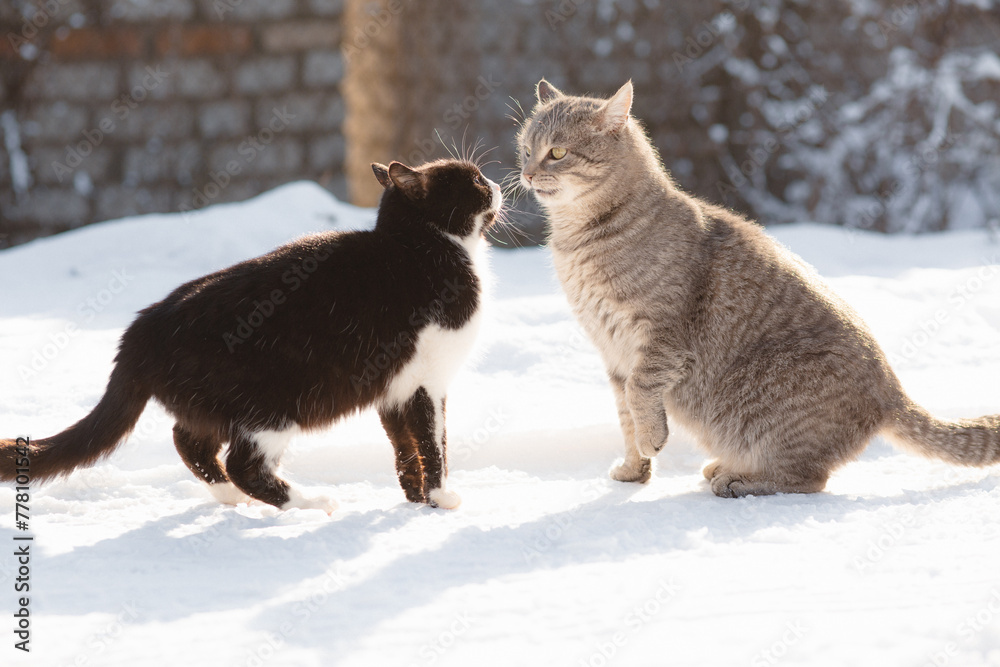 two cats boy and girl met on the street and curiously sniff each other