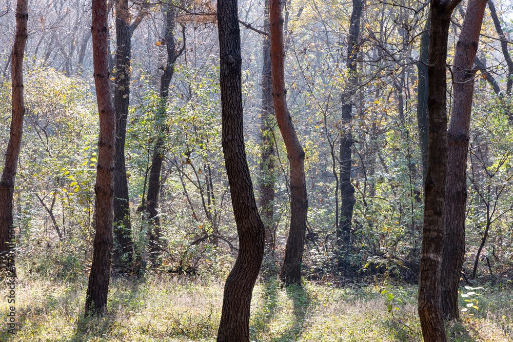 autumn in the forest