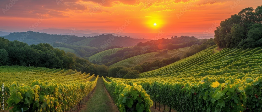 the sun is setting over a vineyard with vines in the foreground and hills in the background, with trees in the foreground, and hills in the foreground.