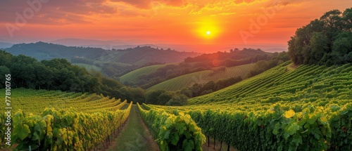 the sun is setting over a vineyard with vines in the foreground and hills in the background, with trees in the foreground, and hills in the foreground.