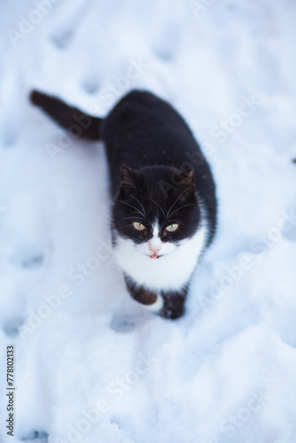 portrait of black and white cat looking up and licking outdoors, pet on background of snow with paw prints