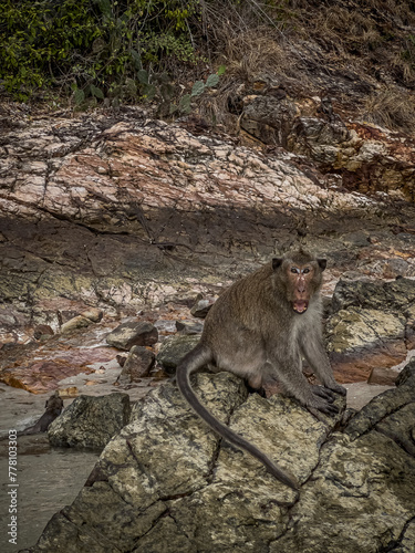 monkeys swimming and sitting on rocks, interesting macaques