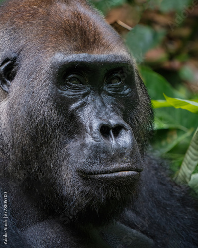 Silverback Western lowland gorilla, Gorilla gorilla gorilla, in  Dzanga-Sangha Special Reserve, Central African Republic