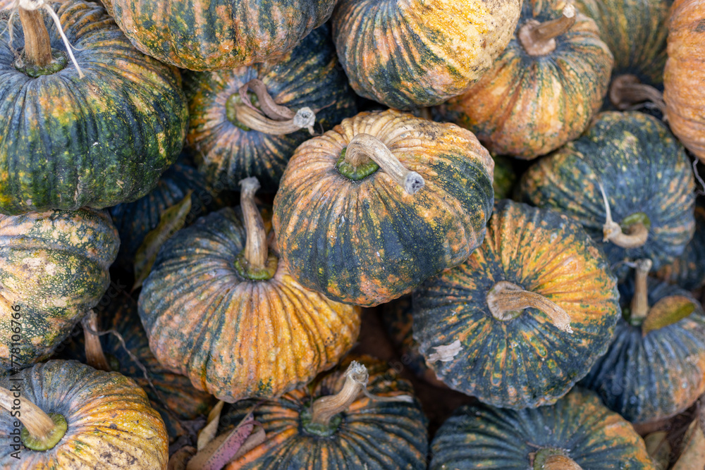 selective focus green and yellow pumpkins in a pile in a fruit shop This type of pumpkin has firm, sweet, delicious flesh.