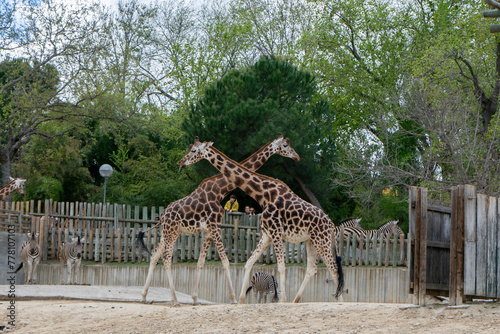 Photography Giraffes in a zoo in Paris, France in a sunny day