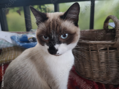 portrait of young Siamese cat
