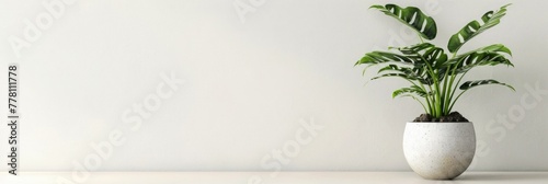 Indoor flowers on white background