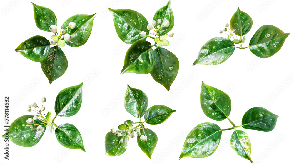 Hoya Wax Plant Digital Art 3D Rendering Isolated on Transparent Background for Botanical and Houseplant Lovers Seeking Stylish Home Decor and Greenery, Top View Flat Lay Cut-Out