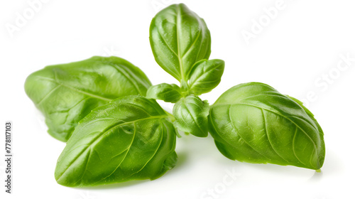 Basil isolated on white background ,Green basil separate leaves set isolated on white background 