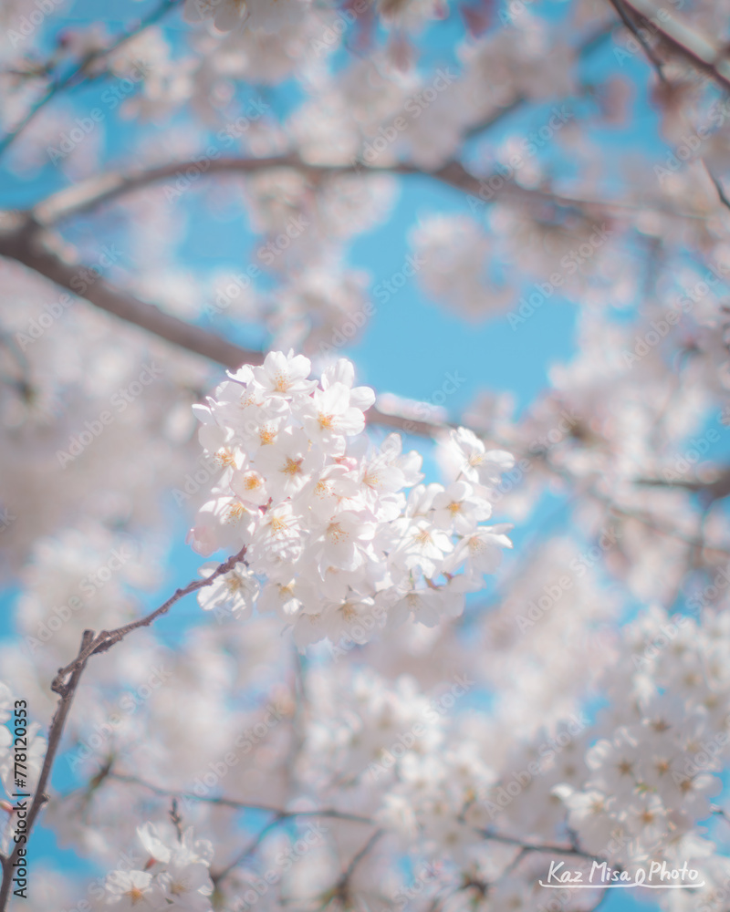 青空の下で美しく咲く桜