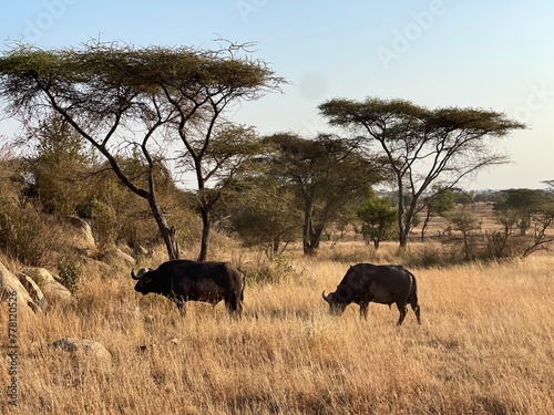 Buffalo in serengeti