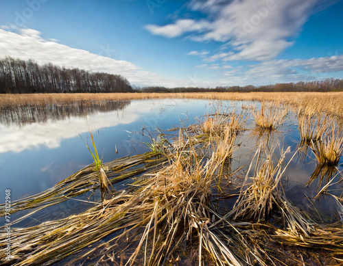 wet landscape - early spring