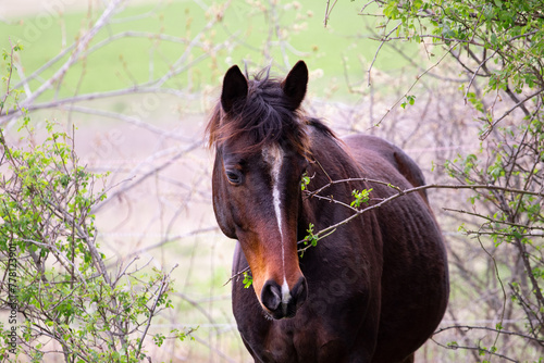 Horse in the field eating leaves