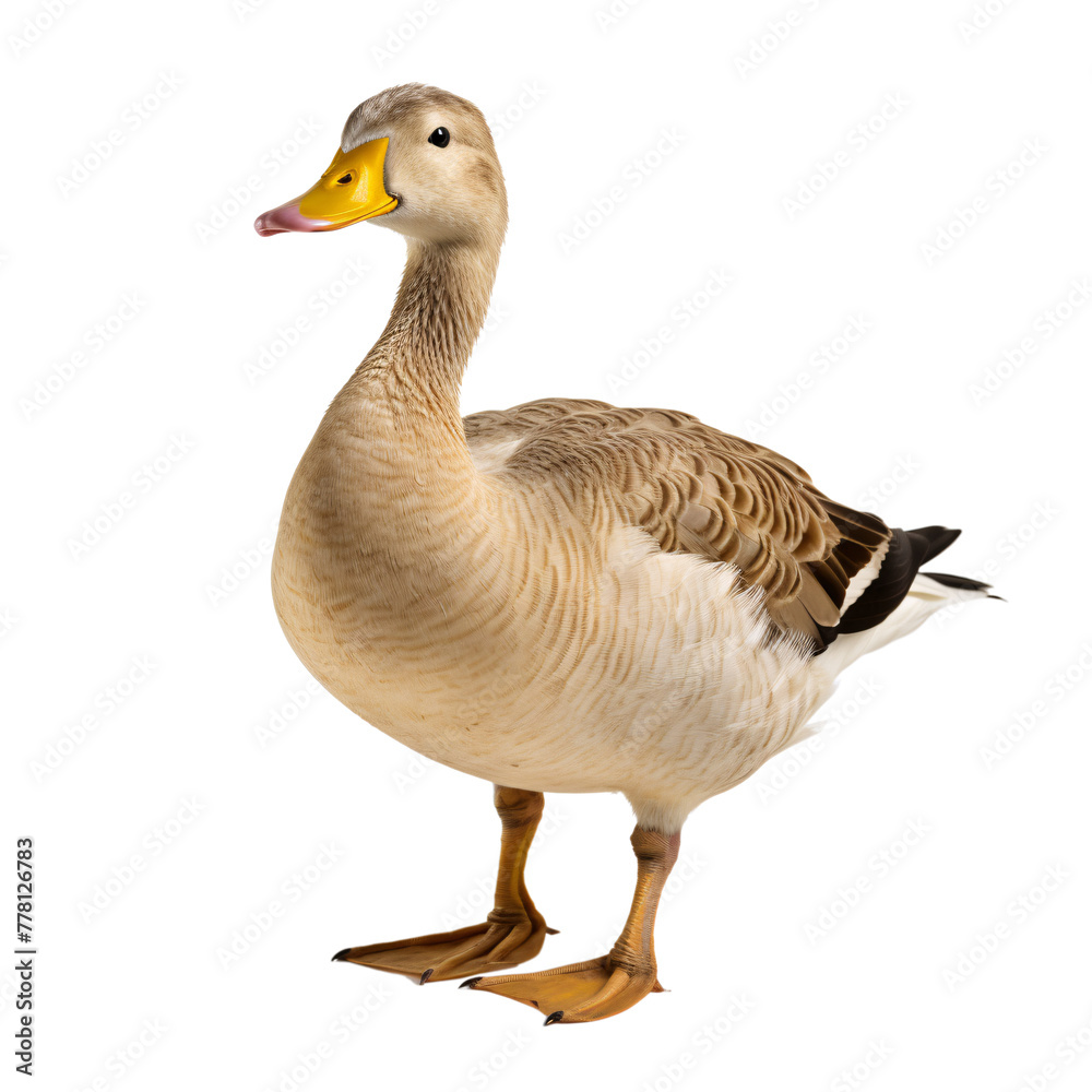 a duck standing on a white surface a duck standing on a white surface