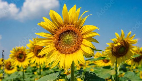 Beautiful close up sunflower blooming  Wallpaper nature background.