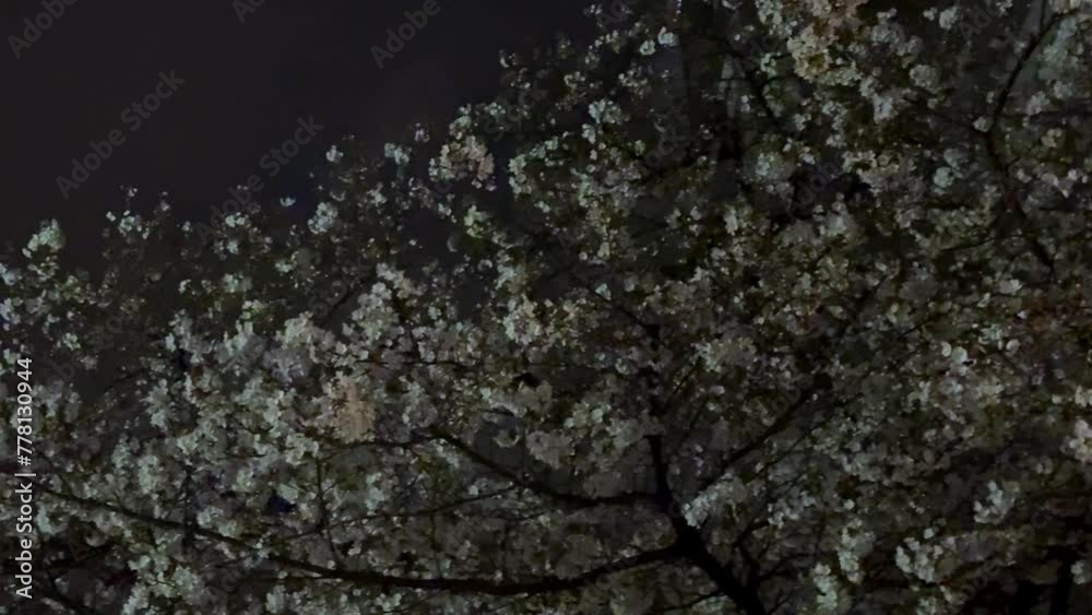 Cherry blossoms aglow against a night sky, illuminated by ambient light, serene and picturesque