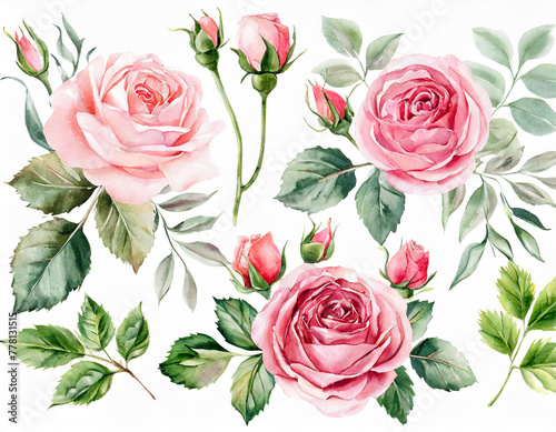Set watercolor arrangements with garden roses. collection pink flowers  leaves  branches. Botanic illustration isolated on white background.