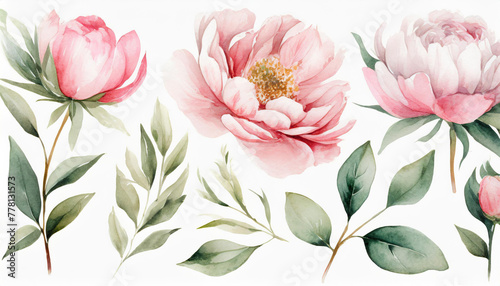 Set watercolor pink flowers, garden roses, peonies. collection leaves, branches. Botanic illustration isolated on white background.