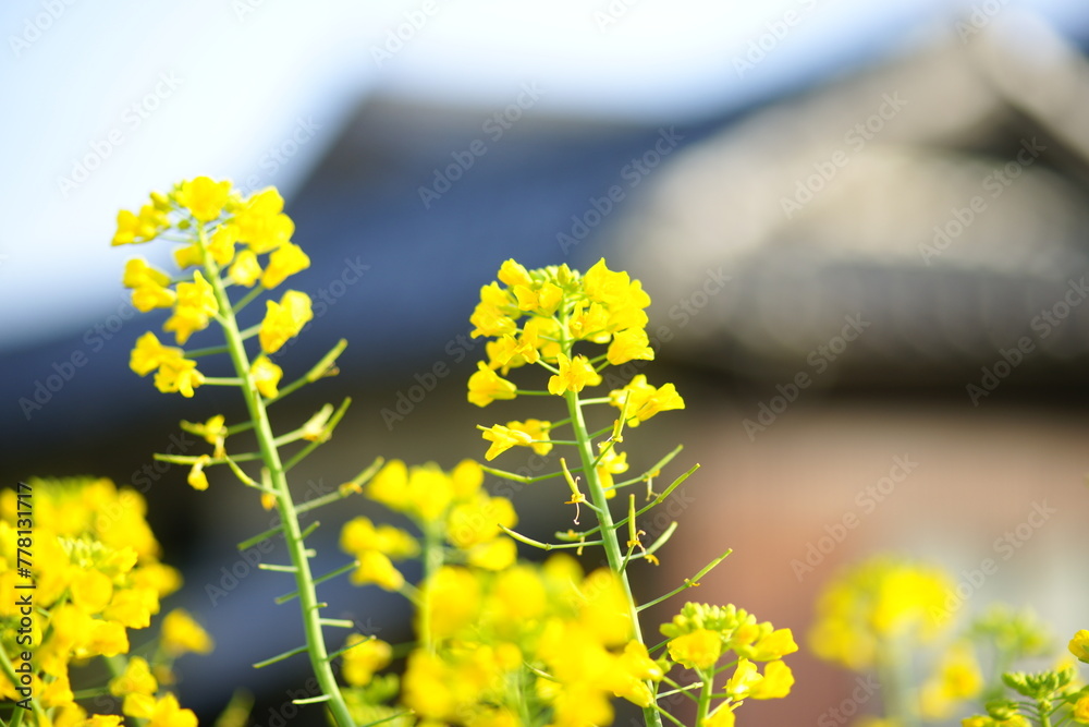 Fototapeta premium 春の花