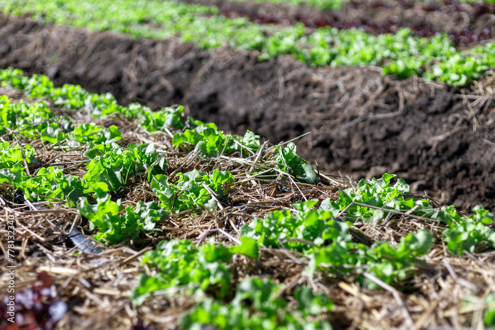 Selective focus Many light green lettuces are growing quickly in the fields because of organic farming by farmers. Selective focus Many light green lettuces are growing quickly in the fields because of organic farming by farmers.