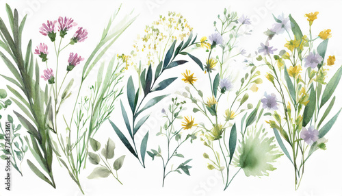 Wild field herbs flowers. Watercolor floral collection set - bouquets, borders, frames. Illustration green leaves, branches.. Wedding stationery, wallpapers, fashion, backgrounds. Wildflowers