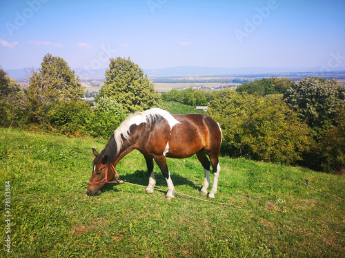 horse eating on meadow with landscape in background
